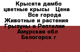 Крысята дамбо цветные крысы › Цена ­ 250 - Все города Животные и растения » Грызуны и Рептилии   . Амурская обл.,Белогорск г.